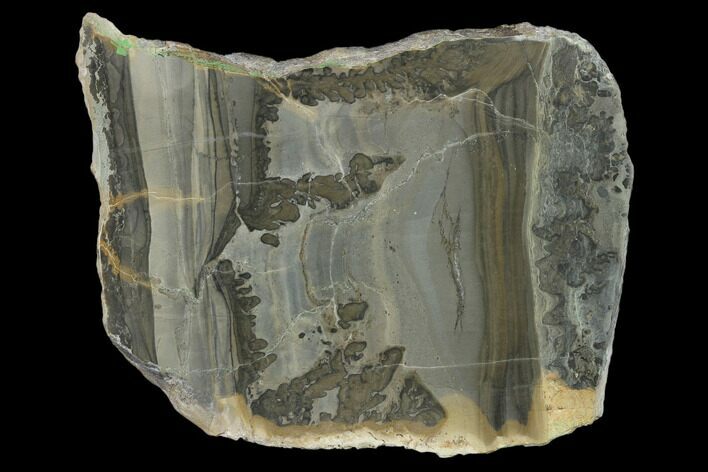 Triassic Aged Stromatolite Fossil - England #130938